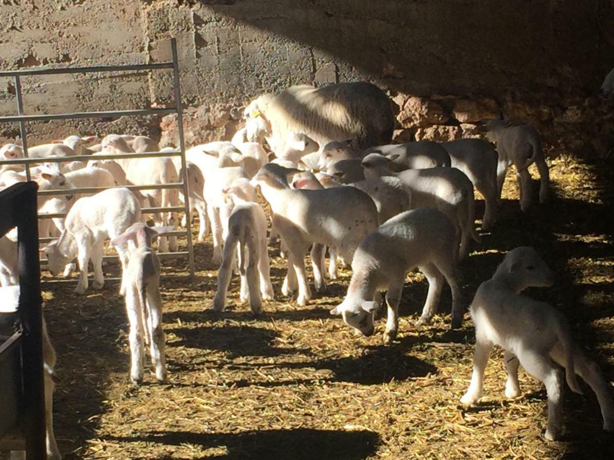 La Fusteria Del Casat Lejlighed Sarroca de Bellera Eksteriør billede